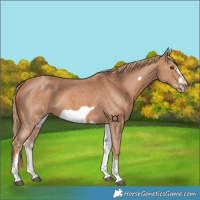 Horse Color:White Spotted Chestnut Sabino Frame