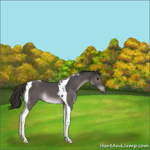 Horse Color:Platinum Liver Red Roan Tobiano 