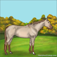 Horse Color:Red Dun Roan 