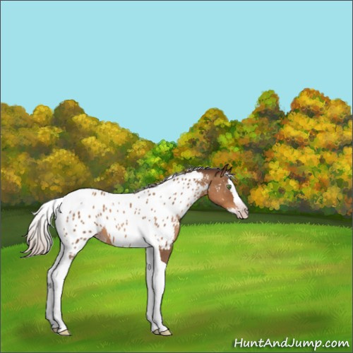 Horse Color:Gray Silver Classic Champagne Roan Splash Tobiano Appaloosa 