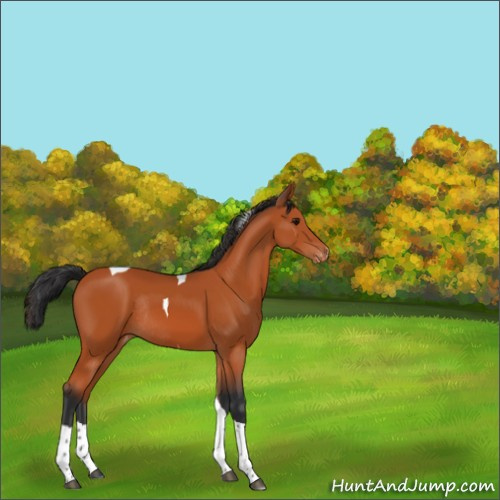 Horse Color:Bay Tobiano Appaloosa Rabicano 