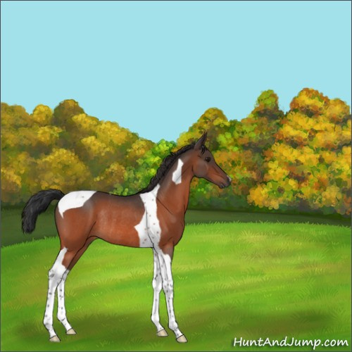 Horse Color:Bay Roan Tobiano Rabicano 