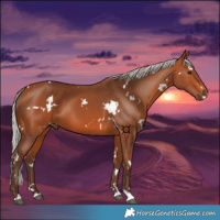 Horse Color:White Spotted Silver Bay 