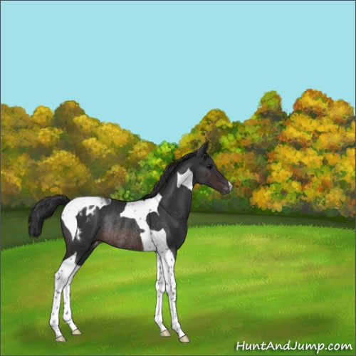 Horse Color:Brown Tobiano Appaloosa Rabicano 