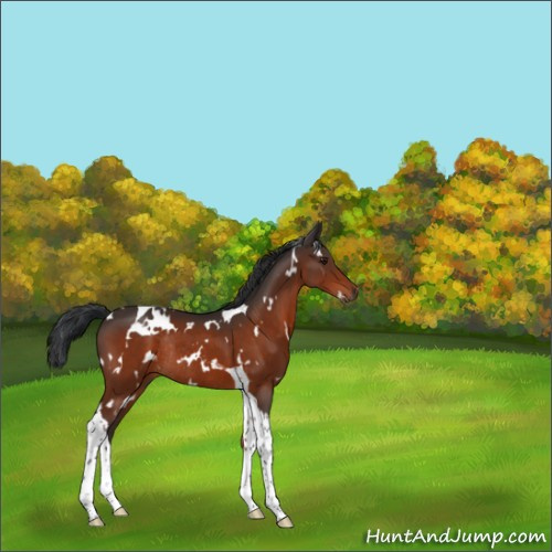 Horse Color:White Spotted Brown Tobiano Rabicano 