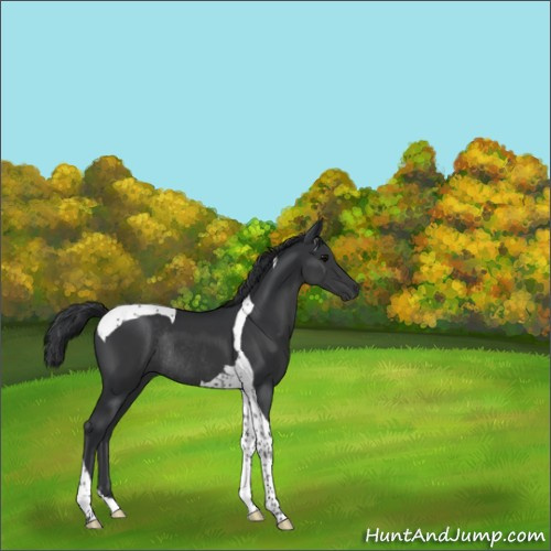 Horse Color:Black Tobiano Rabicano 