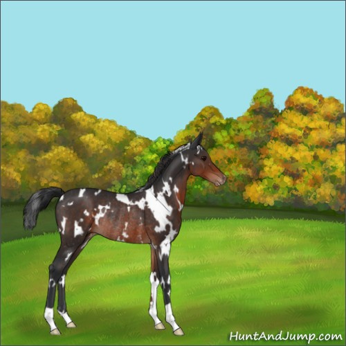 Horse Color:White Spotted Brown Appaloosa Rabicano 