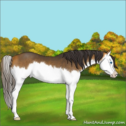 Horse Color:Buckskin Sabino Splash 