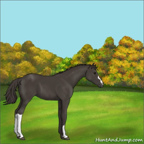 Horse Color:Smoky Black 