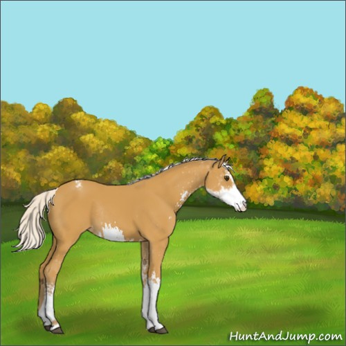 Horse Color:Silver Buckskin Sabino Appaloosa Rabicano 