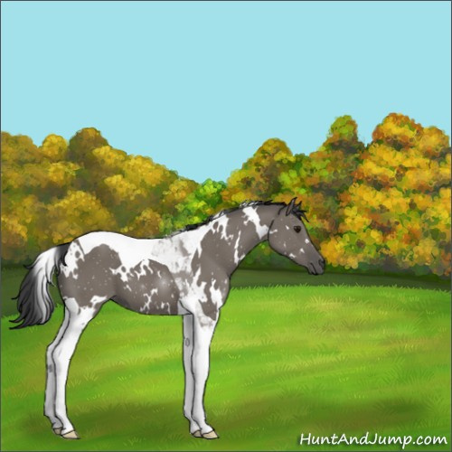 Horse Color:White Spotted Grullo Tobiano 