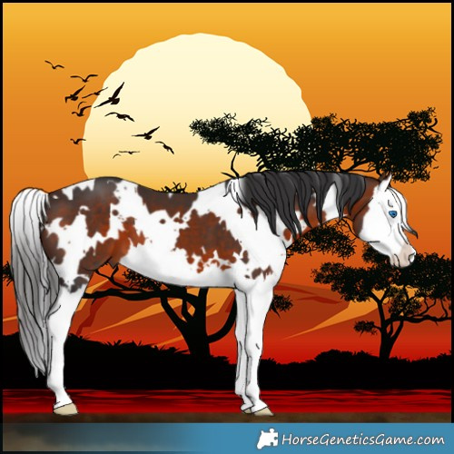 Horse Color:White Spotted Brown Splash 