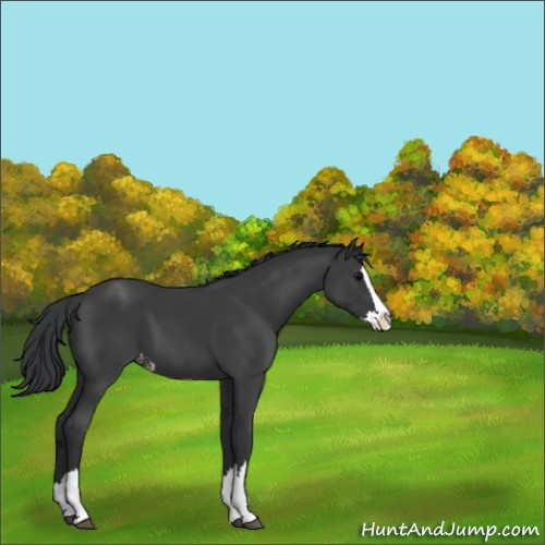 Horse Color:Black Sabino Splash Appaloosa 