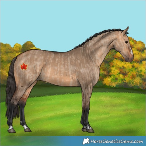 Horse Color:Bay Dun  and Bay Dun 