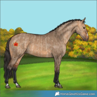 Horse Color:Bay Dun  and Bay Dun 
