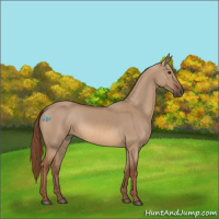 Horse Color:Red Dun 