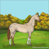 Horse Color:Red Dun 