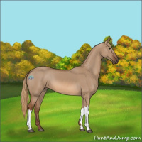 Horse Color:Red Dun 