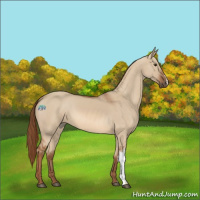 Horse Color:Red Dun 