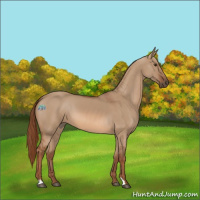 Horse Color:Red Dun 