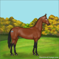 Horse Color:Gray Bay 