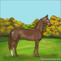 Horse Color:Gray Chestnut 