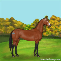 Horse Color:Gray Bay 