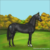 Horse Color:Gray Black 