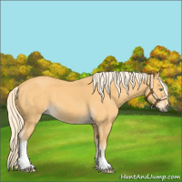 Horse Color:Palomino 