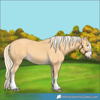 Horse Color:Palomino 