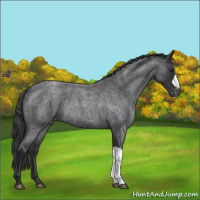 Horse Color:Blue Roan Appaloosa Rabicano 