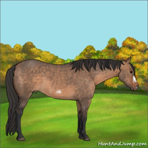 Horse Color:Bay Dun  and Bay Dun Frame 