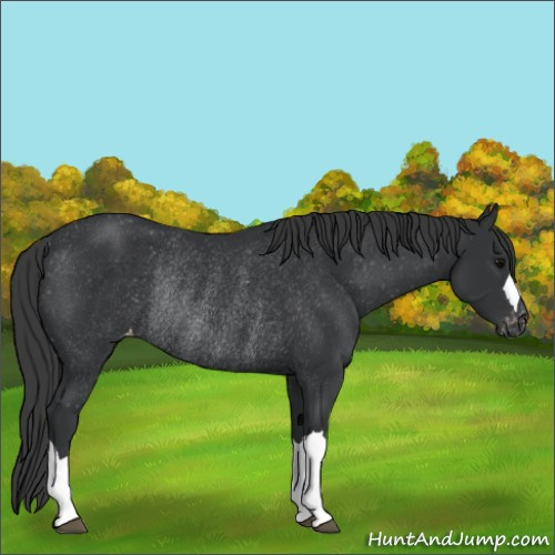 Horse Color:Black Appaloosa Rabicano