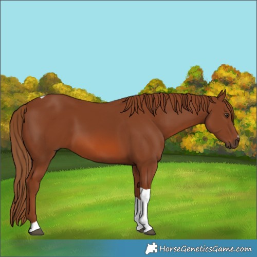 Horse Color:Chestnut Tobiano