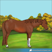 Horse Color:Chestnut Tobiano