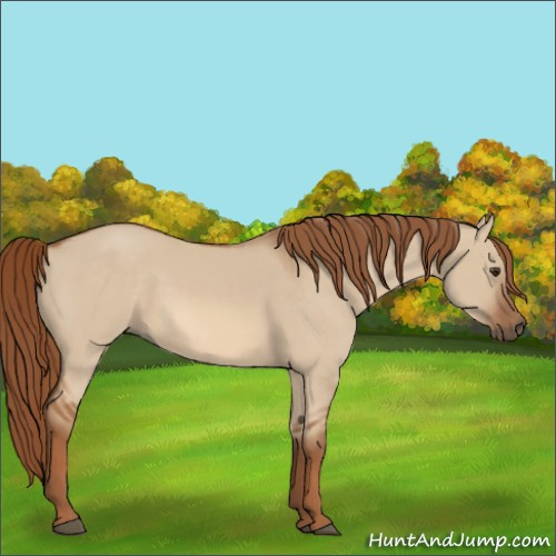 Horse Color:Red Dun