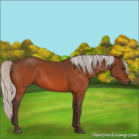 Horse Color:Silver Bay 