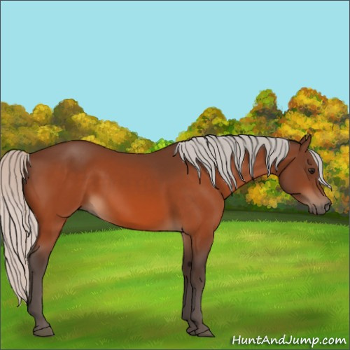 Horse Color:Silver Bay