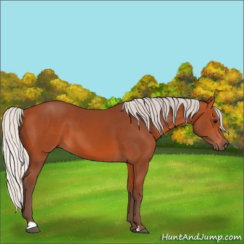 Horse Color:Silver Bay 