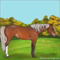 Horse Color:Silver Bay 