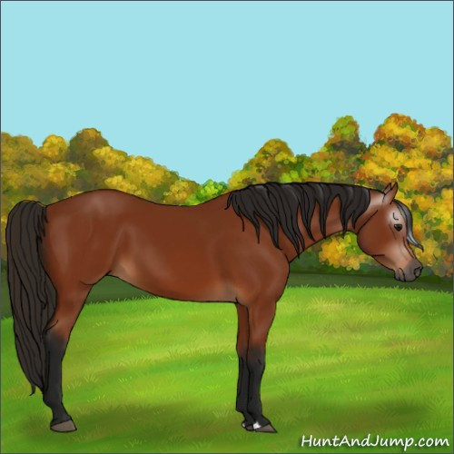 Horse Color:Gray Bay 