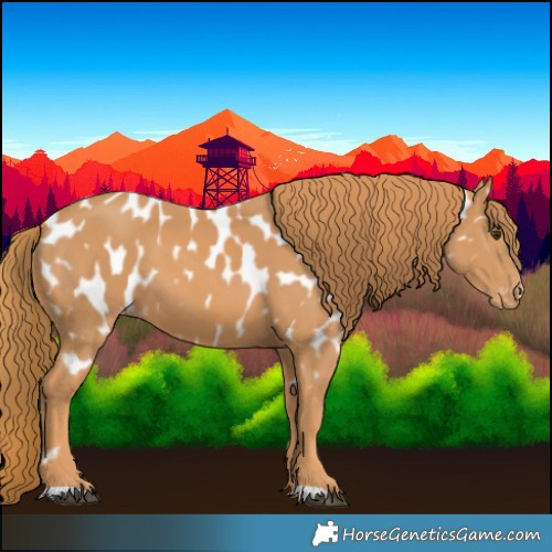 Horse Color:Chestnut Appaloosa 