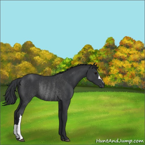 Horse Color:Black Rabicano 