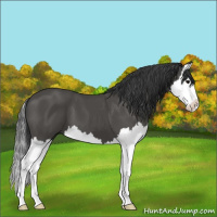Horse Color:Black Splash 