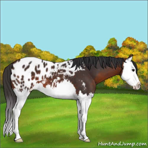 Horse Color:Brown Splash Appaloosa