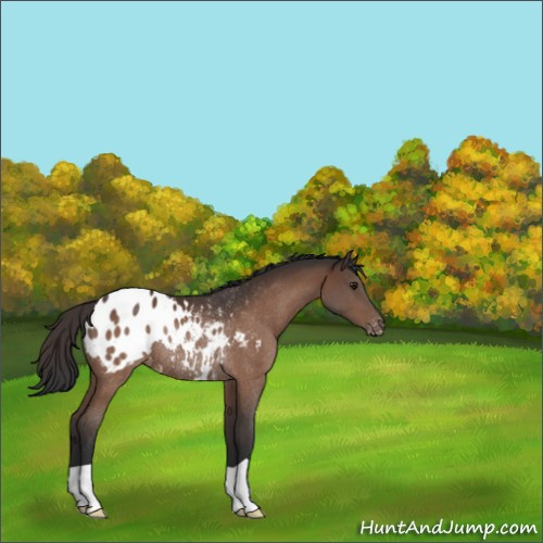 Horse Color:Brown Appaloosa Rabicano 
