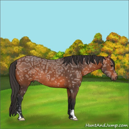 Horse Color:Bay Ice Rabicano