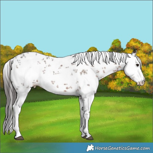 Horse Color:Bay Ice Sabino