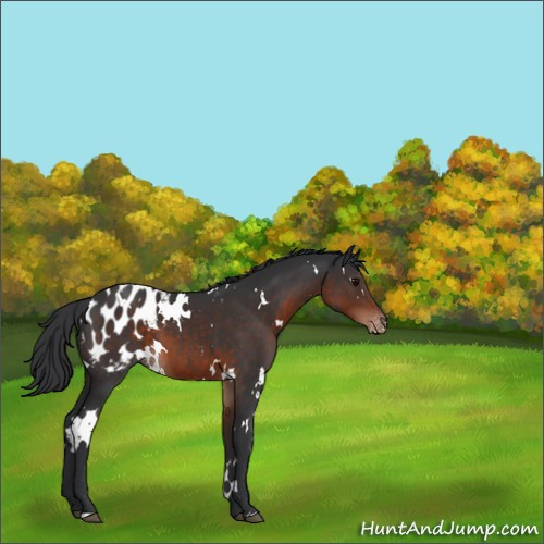 Horse Color:White Spotted Brown Appaloosa 