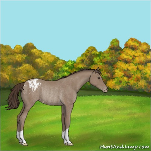 Horse Color:Classic Champagne Appaloosa Rabicano 